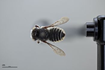 Media type: image;   Entomology 785760 Aspect: habitus dorsal view
